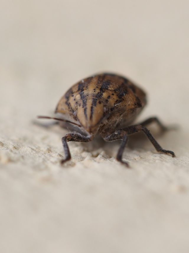 Scutelleridae: Odontotarsus sp.